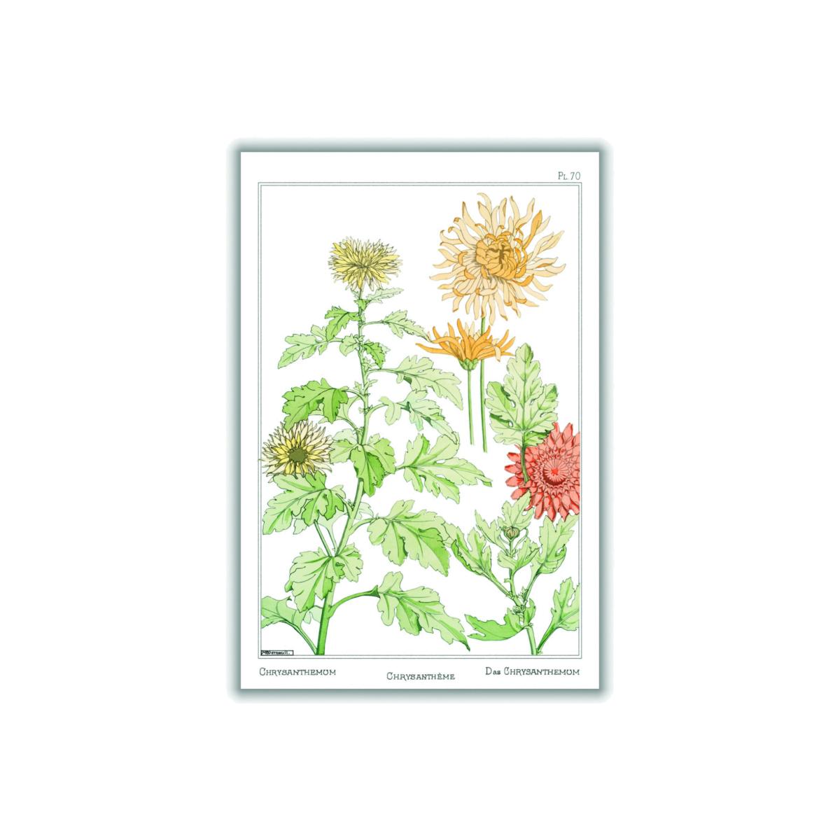Green Chrysanthème Print By Maurice Pillard Verneuil A4 210 X 297Mm Stanley Print House – image 1