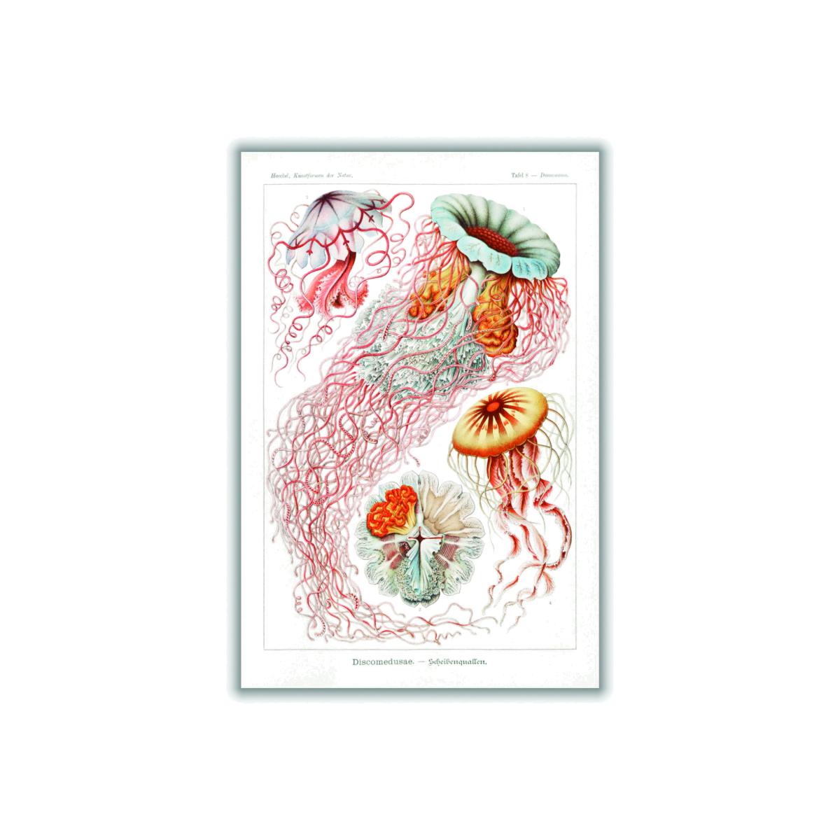 Yellow / Orange Discomedusae-Scheibenquallen Ii By Ernst Haeckel A1 594 X 841Mm Stanley Print House – image 1