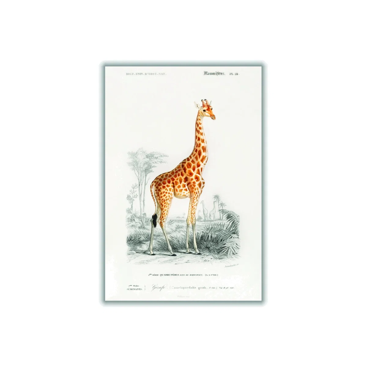 Yellow / Orange Giraffe Illustration Print Medium Stanley Print House – image 1