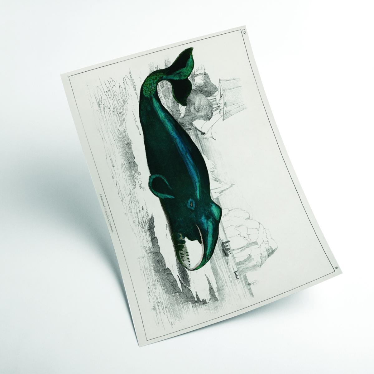 Blue Whale Illustration A4 210 X 297Mm Stanley Print House – image 2