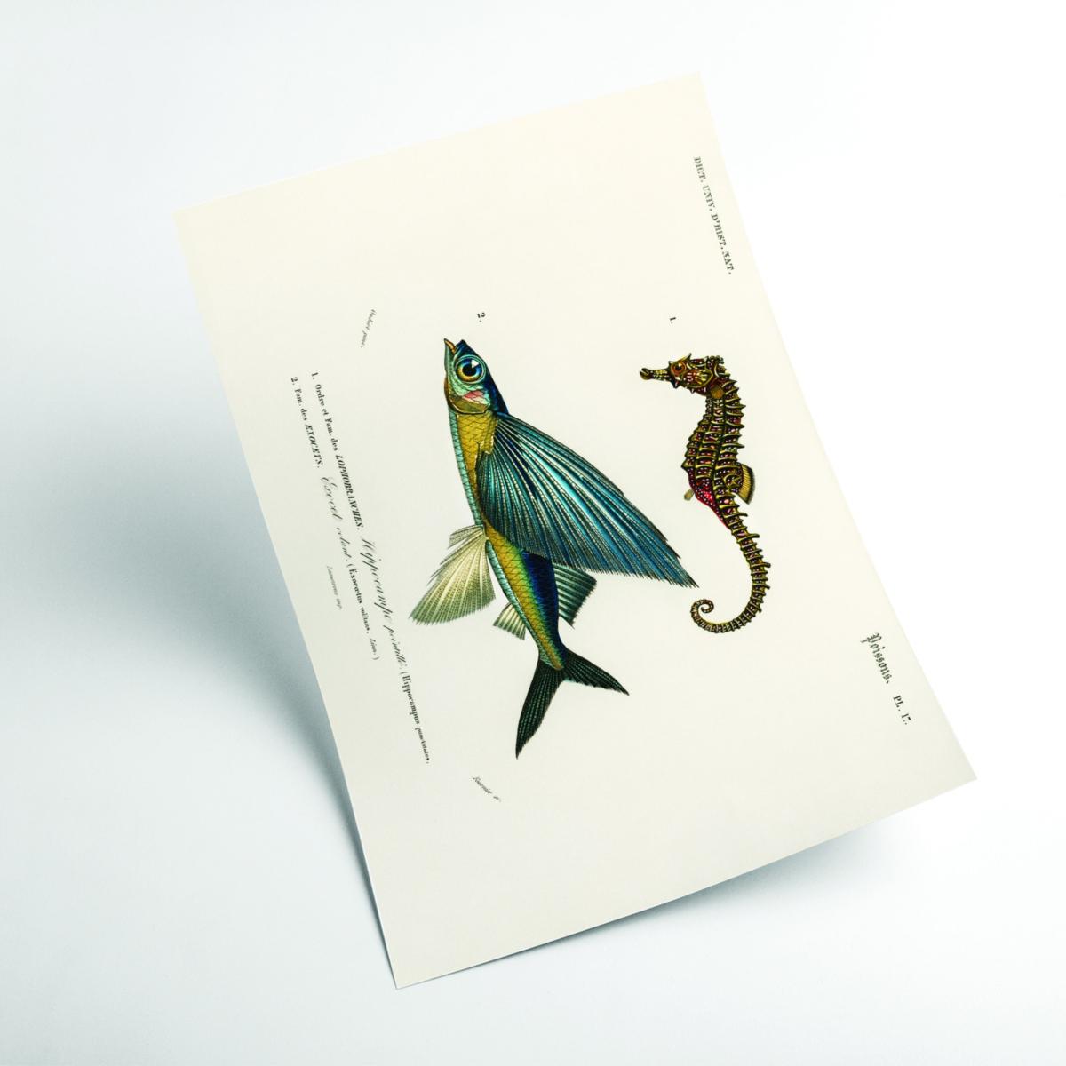 Blue Lined Seahorse A1 594 X 841Mm Stanley Print House – image 2
