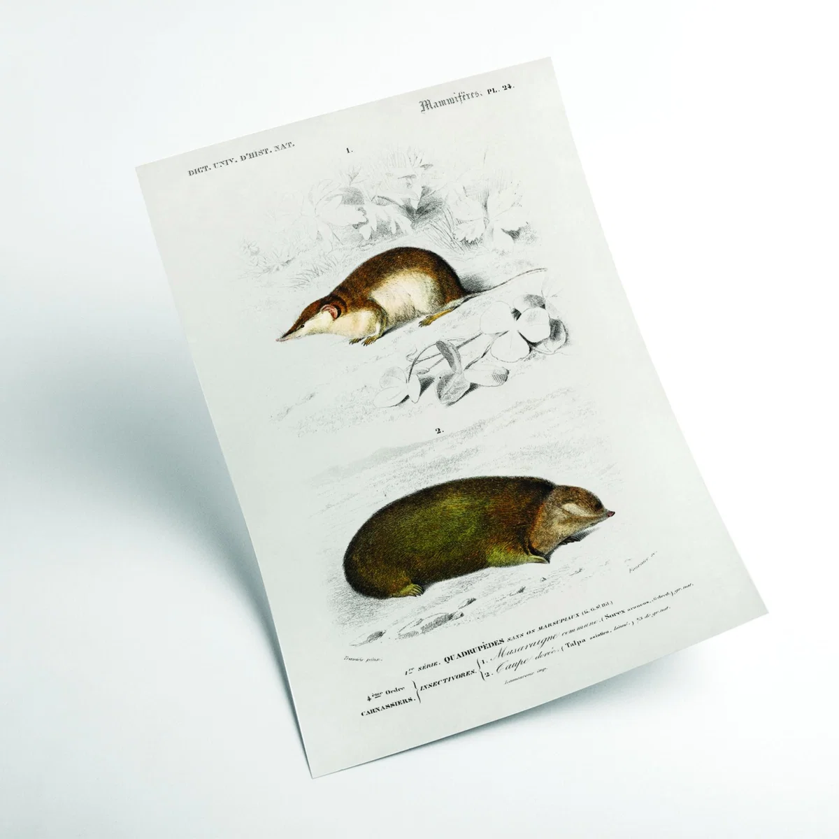 Shrew Brown Extra Small Stanley Print House – image 2