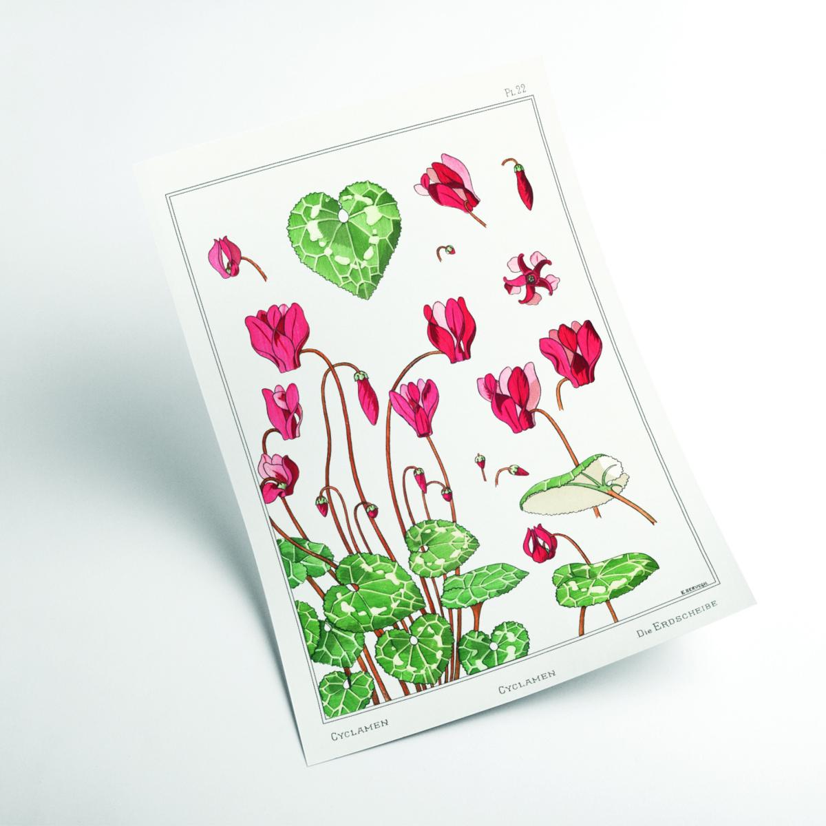 Cyclamen From La Plante Print By Maurice Pillard Verneuil A4 210 X 297Mm Stanley Print House – image 2