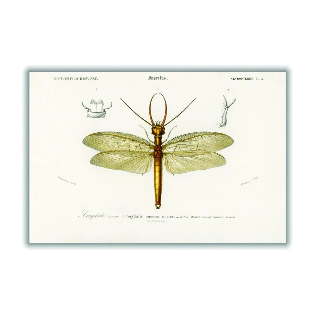 Green Eastern Dobsonfly Medium Stanley Print House – image 1