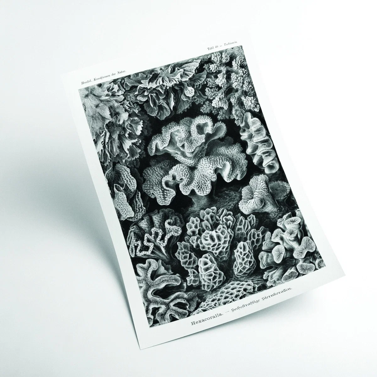Grey Hexacoralla-Sechsstrahlige Sternkorallen Ii By Ernst Haeckel A2 420 X 594Mm Stanley Print House – image 2
