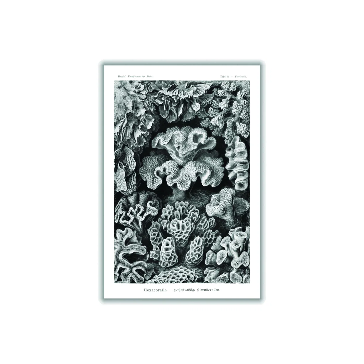 Grey Hexacoralla-Sechsstrahlige Sternkorallen Ii By Ernst Haeckel A2 420 X 594Mm Stanley Print House – image 1