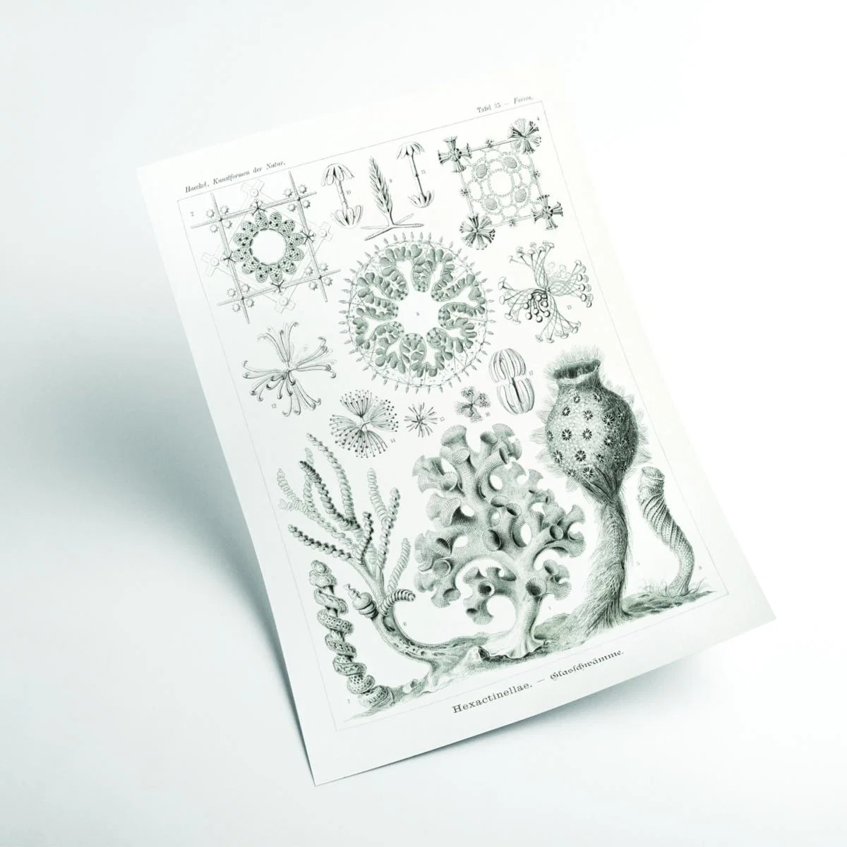 Grey Hexactinellae-Glasschwämme By Ernst Haeckel Large Stanley Print House – image 2