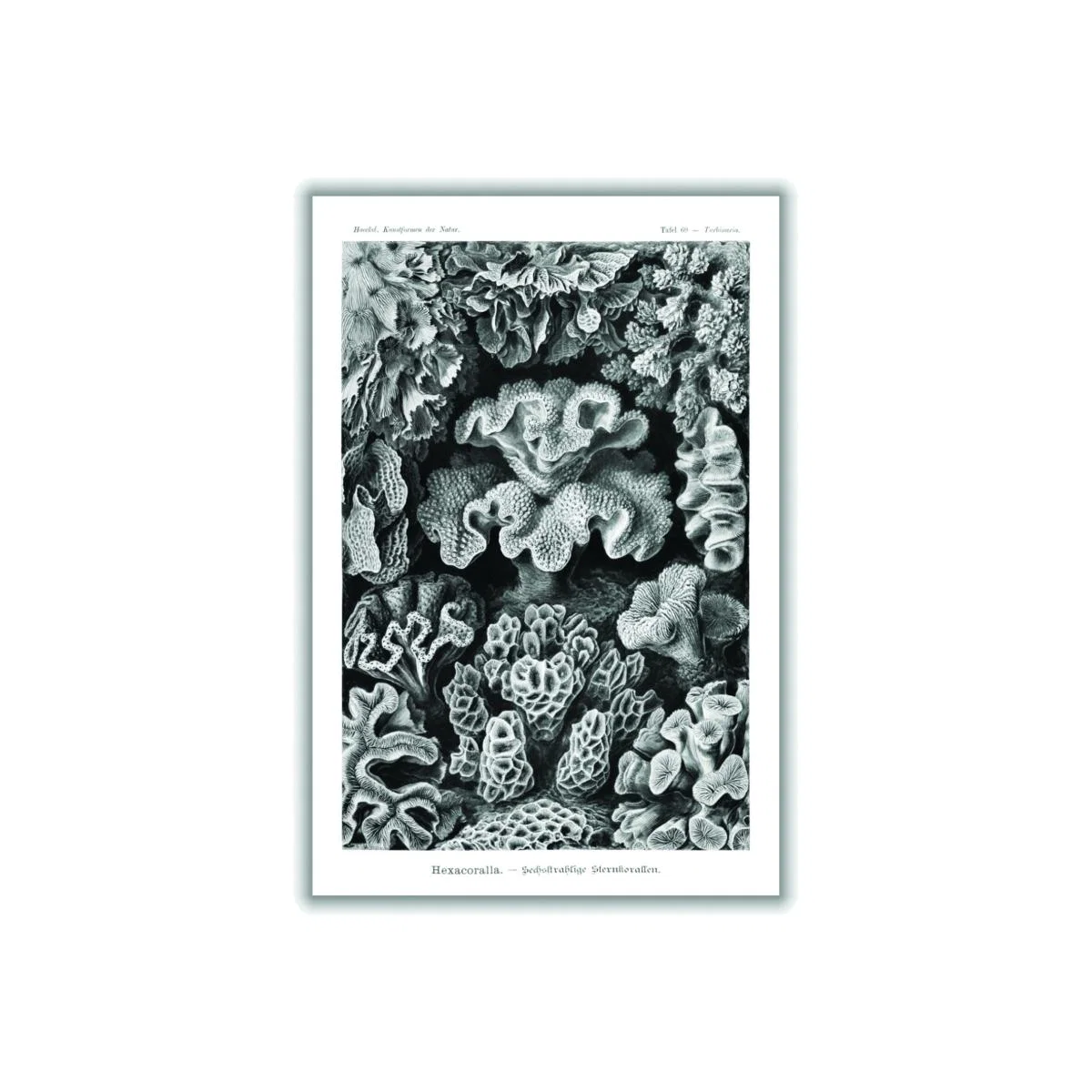 Grey Hexacoralla-Sechsstrahlige Sternkorallen Ii By Ernst Haeckel Extra Large Stanley Print House – image 1