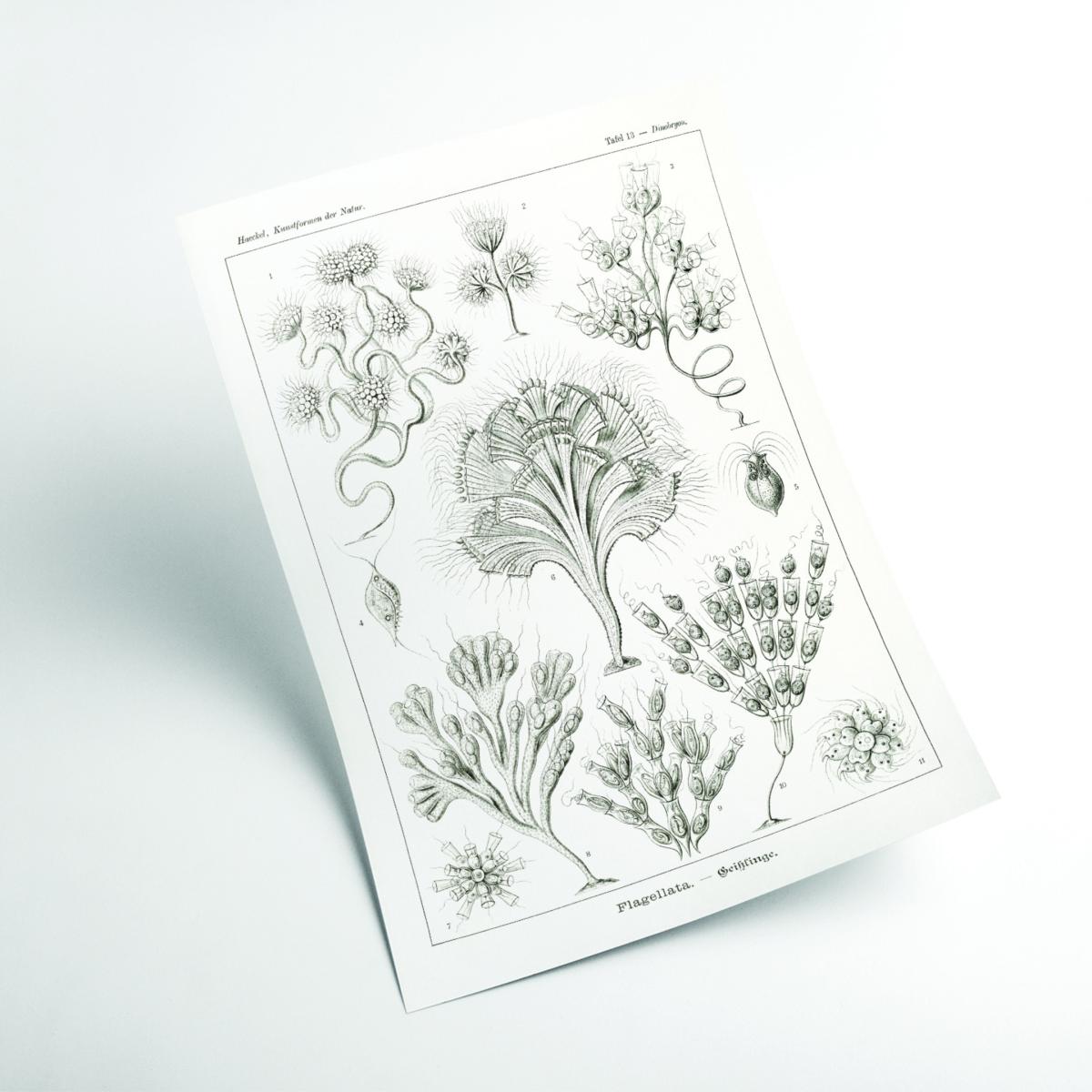 Grey Flagellata-Geiklinge By Ernst Haeckel Extra Small Stanley Print House – image 2