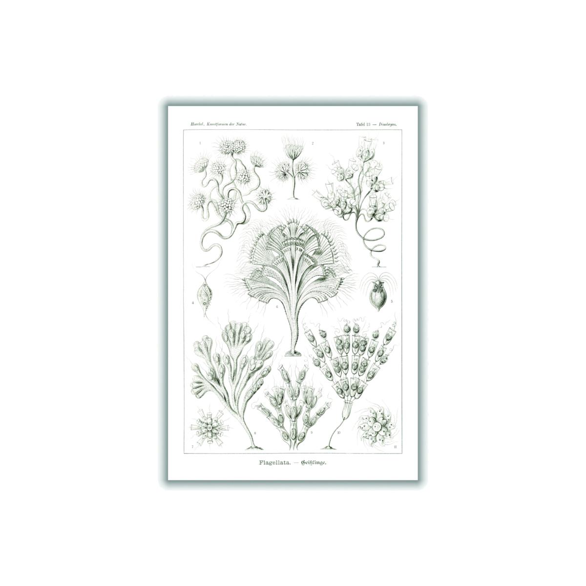 Grey Flagellata-Geiklinge By Ernst Haeckel Extra Small Stanley Print House – image 1