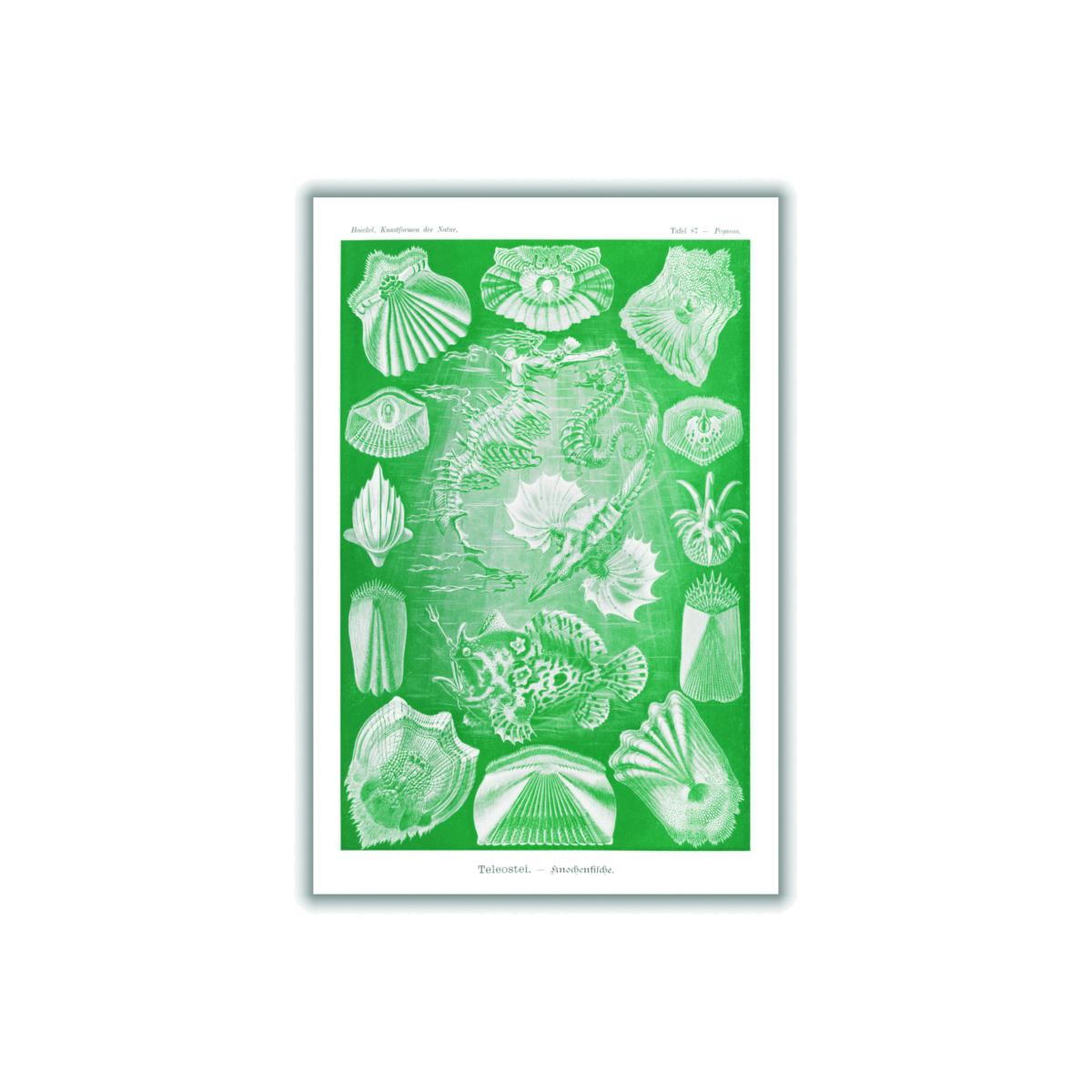 Green Teleostei-Knochenfische By Ernst Haeckel A3 297 X 420Mm Stanley Print House – image 1