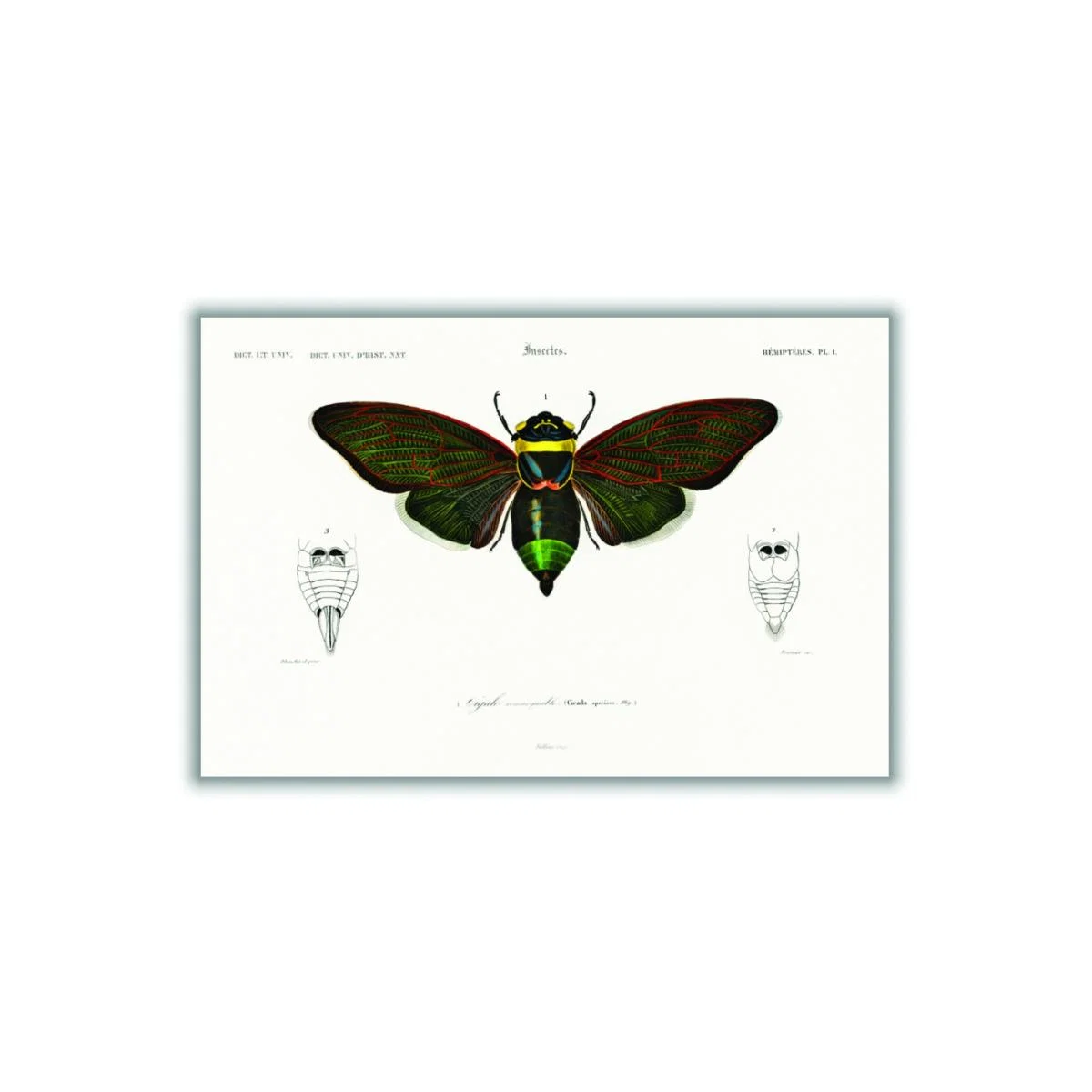 Gian Cicuda Xxs Stanley Print House – image 3