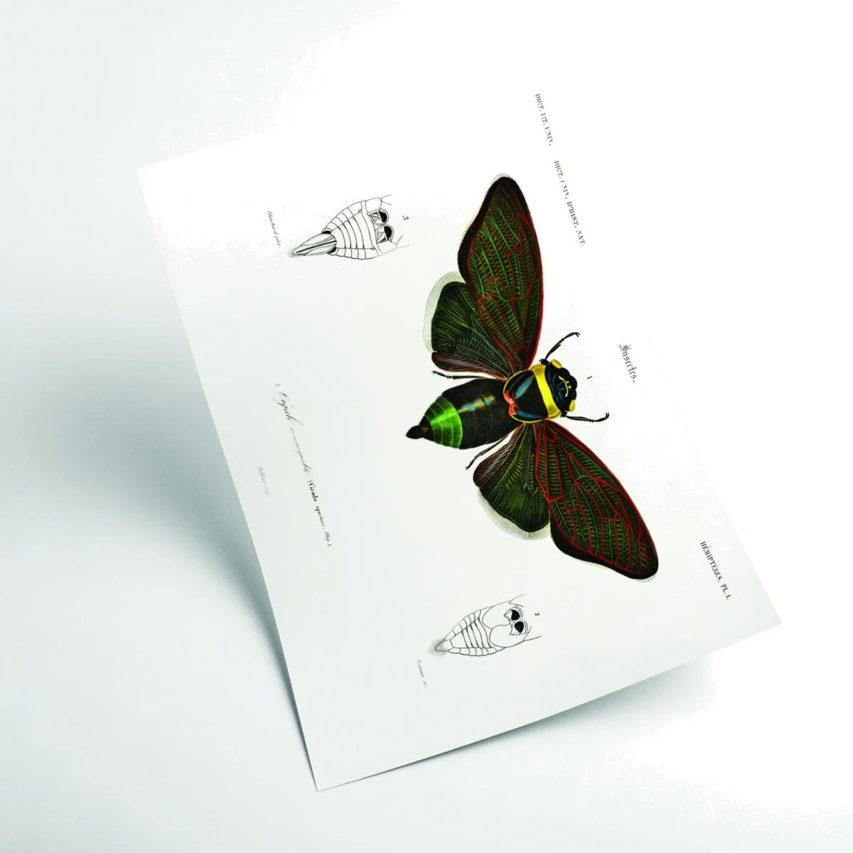 Gian Cicuda Xxs Stanley Print House – image 1