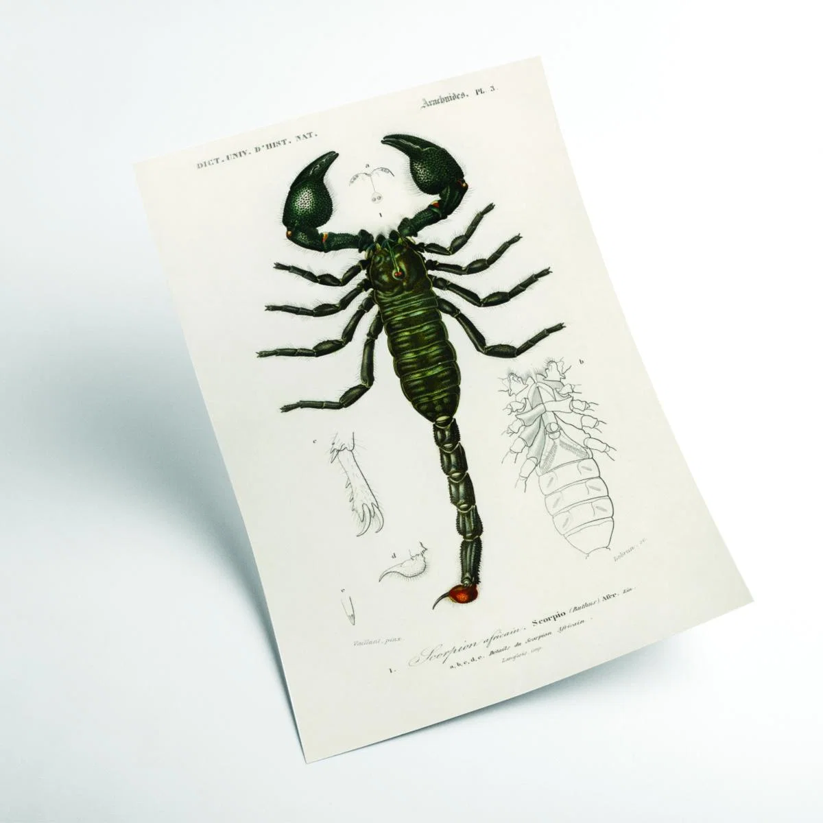 Black The Emperor Scorpion A4 210 X 297Mm Stanley Print House – image 2