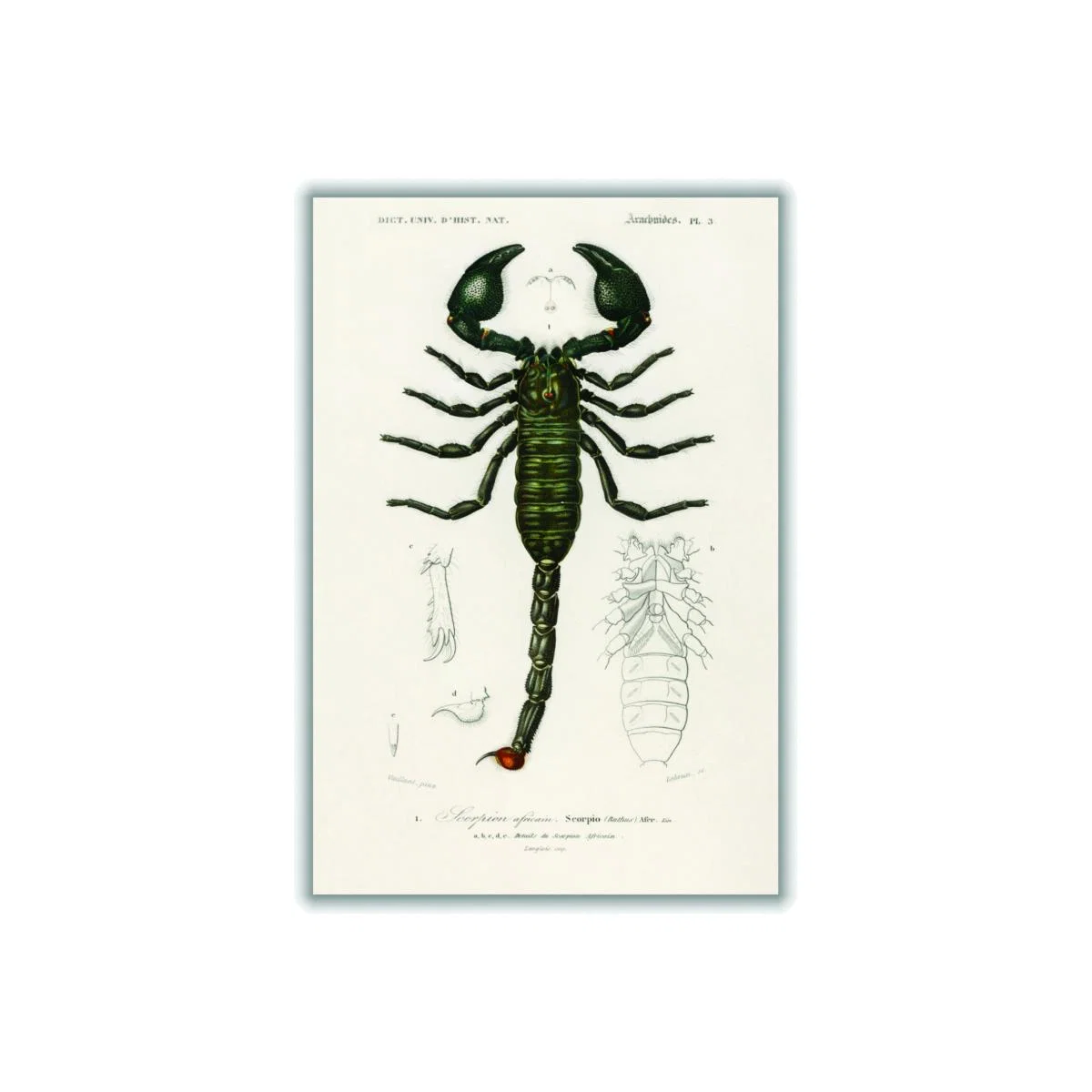 Black The Emperor Scorpion A4 210 X 297Mm Stanley Print House – image 1