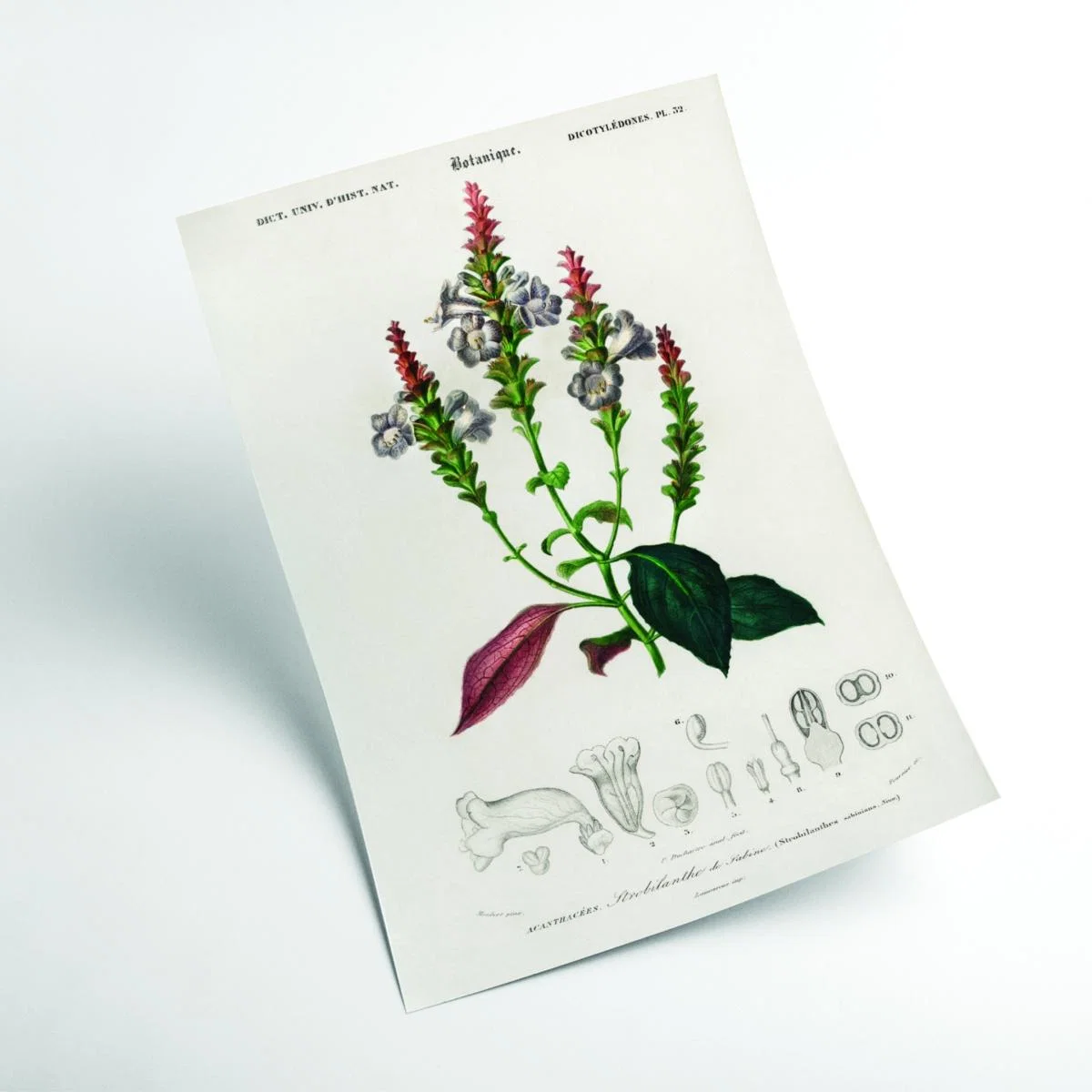 Strobilanthes Sabiniana A4 210 X 297Mm Stanley Print House – image 2