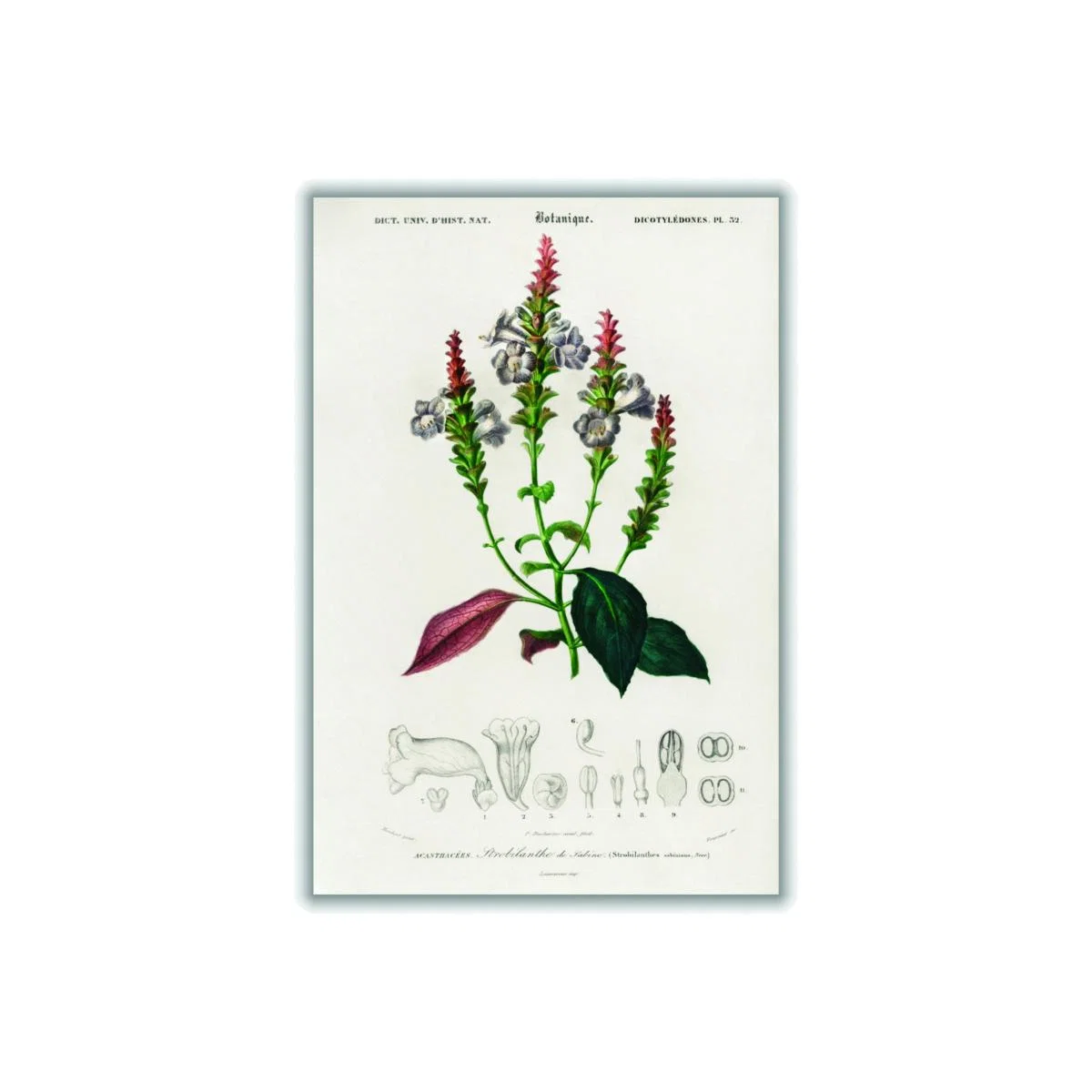 Strobilanthes Sabiniana A4 210 X 297Mm Stanley Print House – image 1