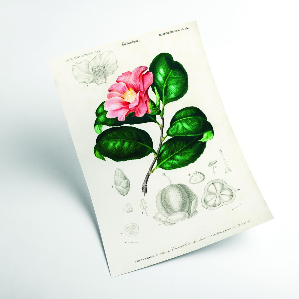Camellia Japonica Print A1 594 X 841Mm Stanley Print House – image 2