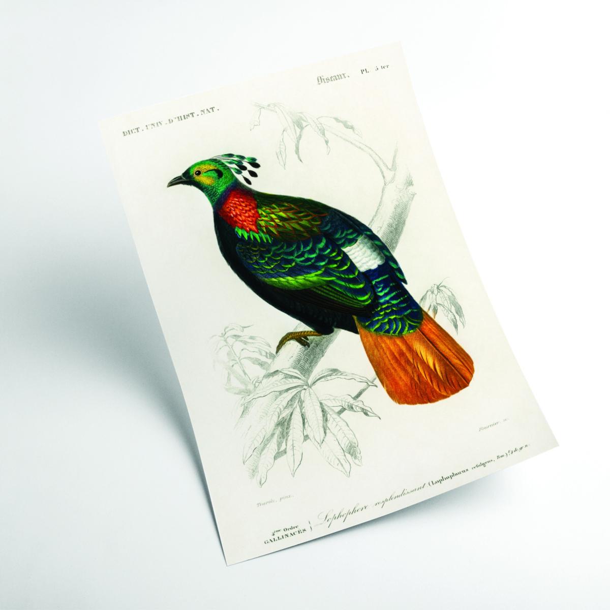 Himalayan Monal Multicolour Print By Mulby Charles Dessalines D'orbigny A1 594 X 841Mm Stanley Print House – image 2