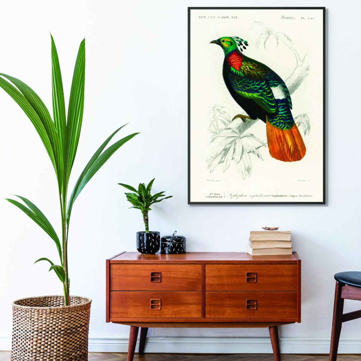 Himalayan Monal Multicolour Print By Mulby Charles Dessalines D'orbigny A1 594 X 841Mm Stanley Print House – image 3