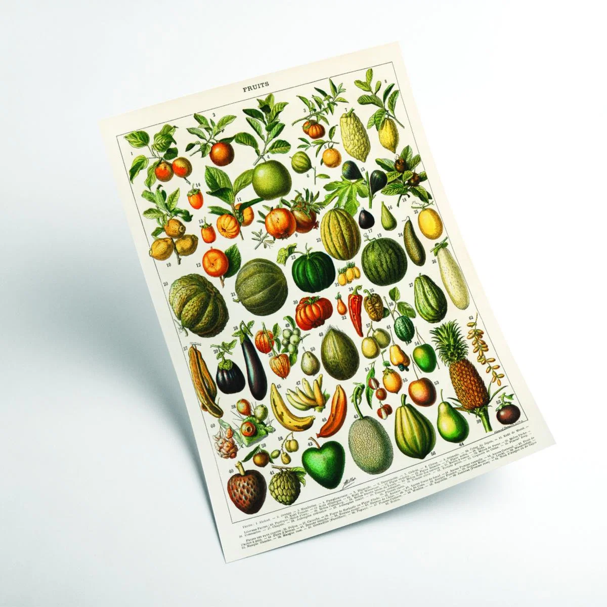Fruits And Vegetables Large Stanley Print House – image 2