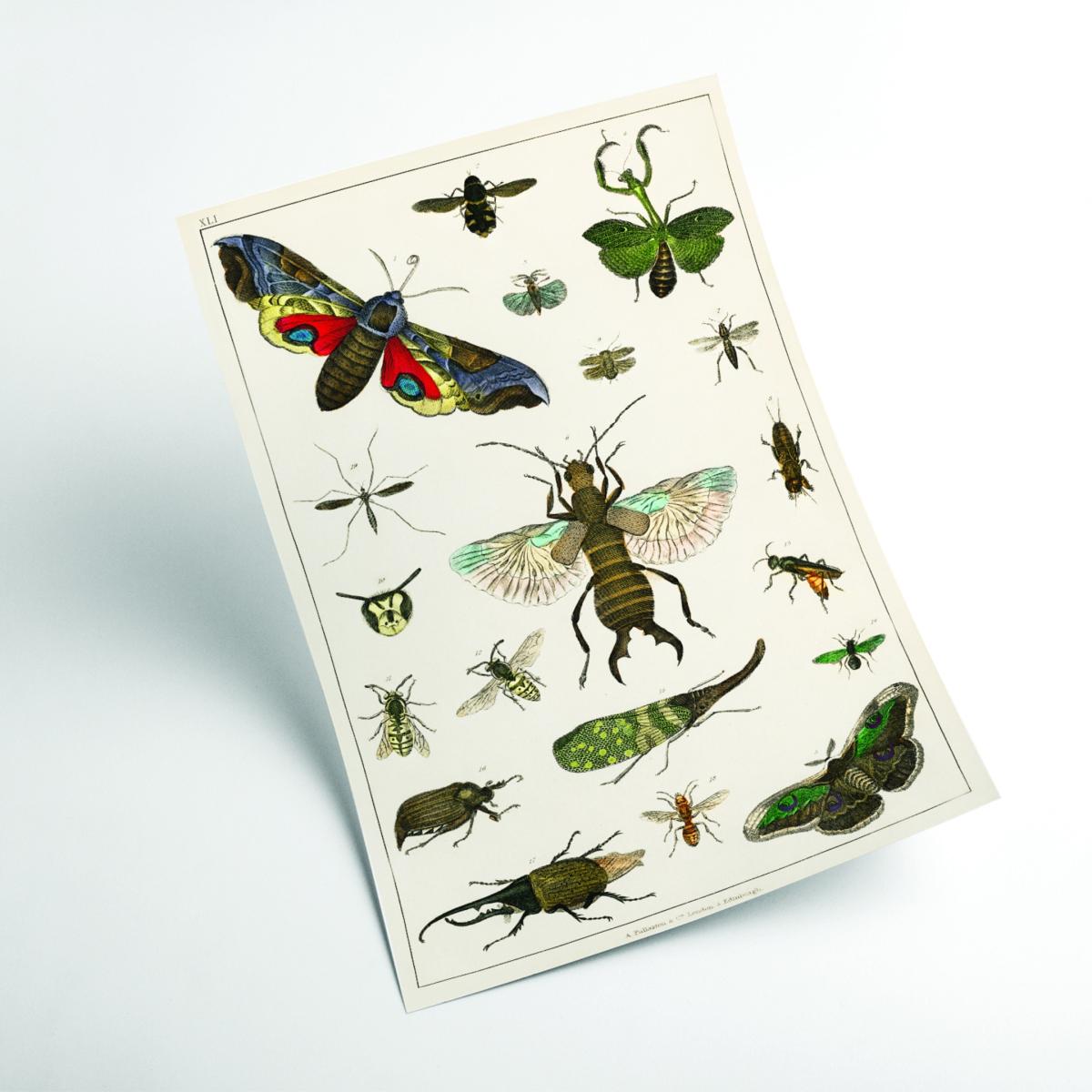 Various Insects Xxs Stanley Print House – image 2