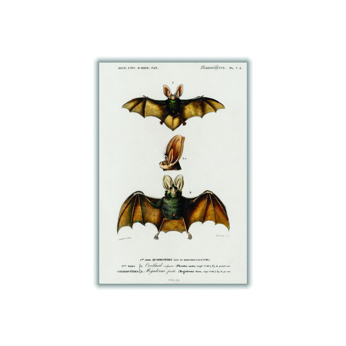 Gold Plecotus A2 420 X 594Mm Stanley Print House – image 1