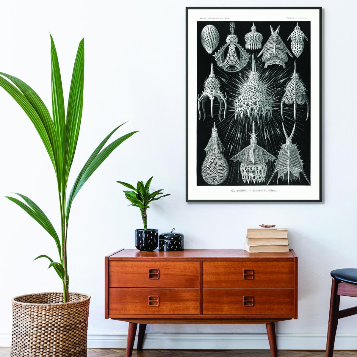 Grey Crytoidea-Flaschenstrahlinge By Ernst Haeckel Extra Small Stanley Print House – image 3