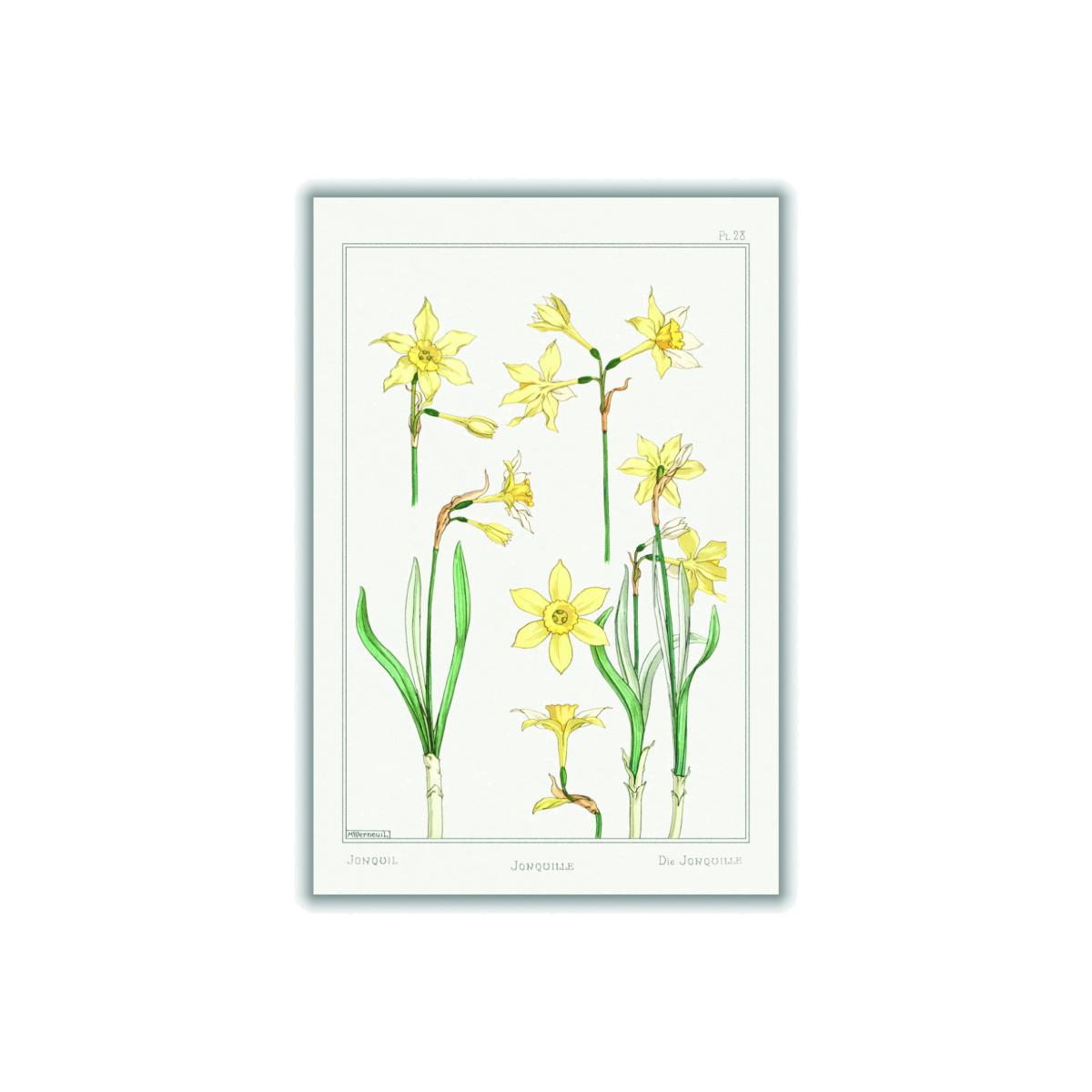 Yellow / Orange Jonquille Ii Print By Maurice Pillard Verneuil A3 297 X 420Mm Stanley Print House – image 1