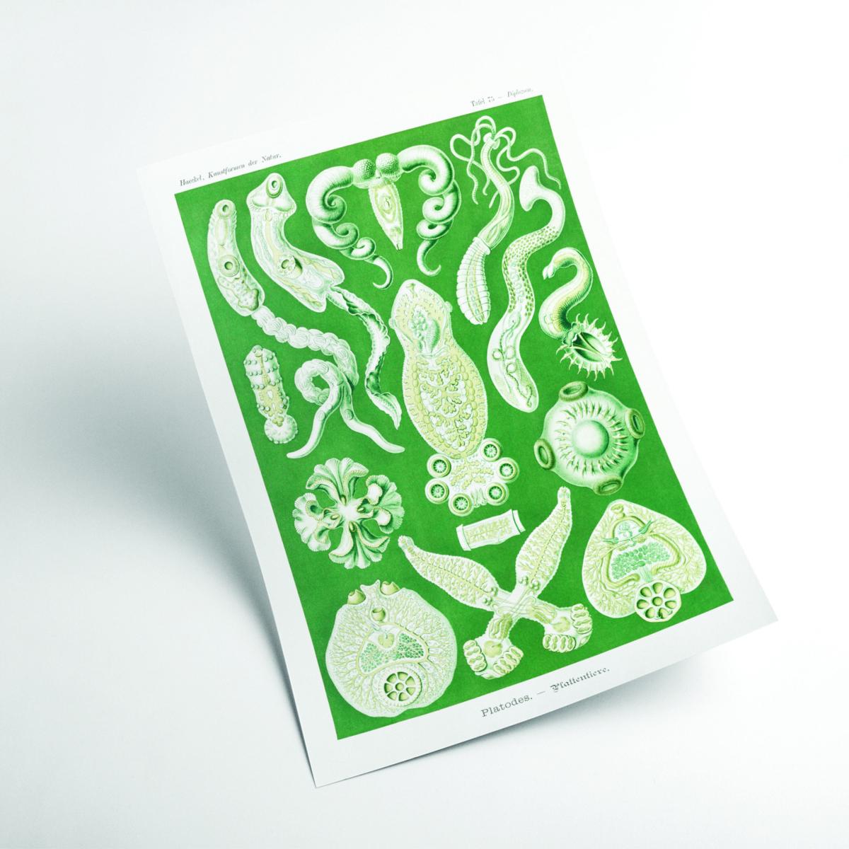 Green Platodes-Plattentiere By Ernst Haeckel A3 297 X 420Mm Stanley Print House – image 2