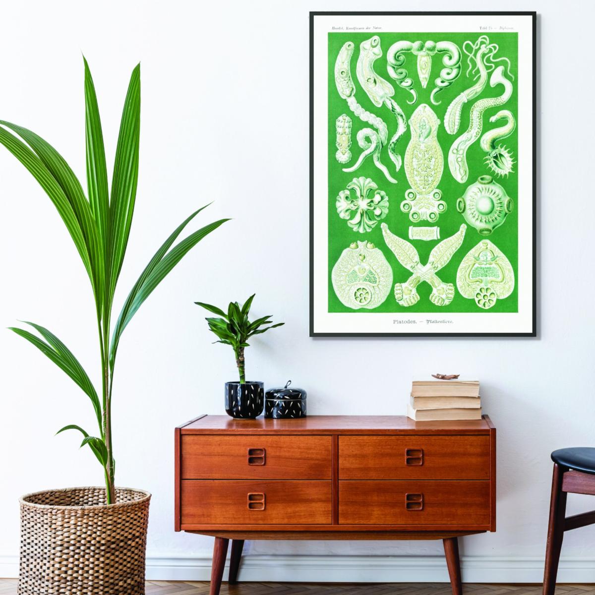 Green Platodes-Plattentiere By Ernst Haeckel A3 297 X 420Mm Stanley Print House – image 3