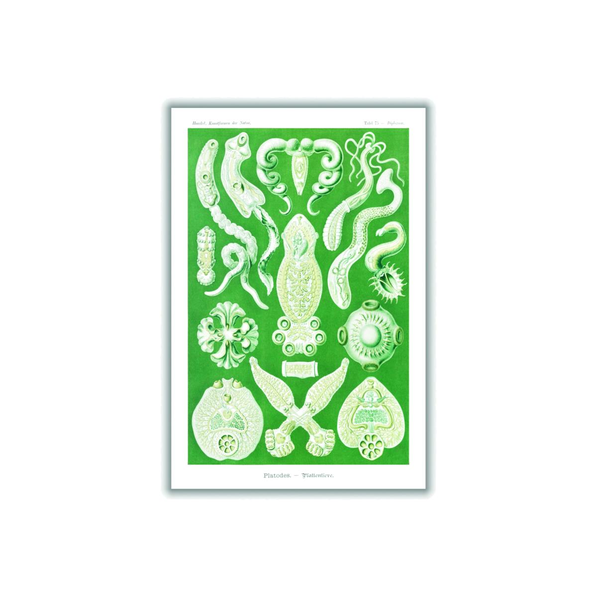 Green Platodes-Plattentiere By Ernst Haeckel A3 297 X 420Mm Stanley Print House – image 1