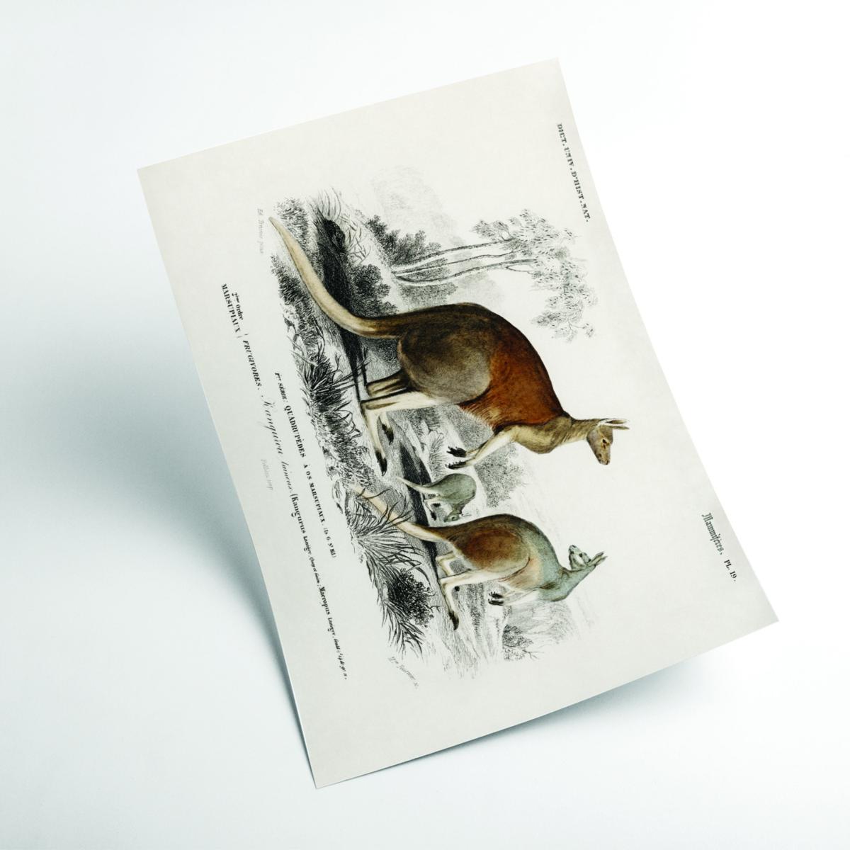 The Red Kangaroo - Brown A4 210 X 297Mm Stanley Print House – image 2