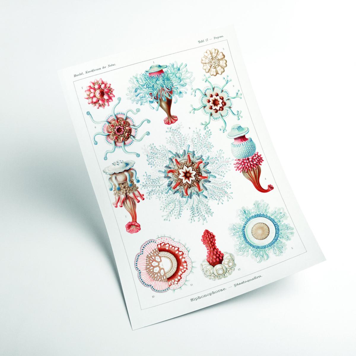Siphonophorae-Staatsquallen I By Ernst Haeckel Extra Large Stanley Print House – image 2