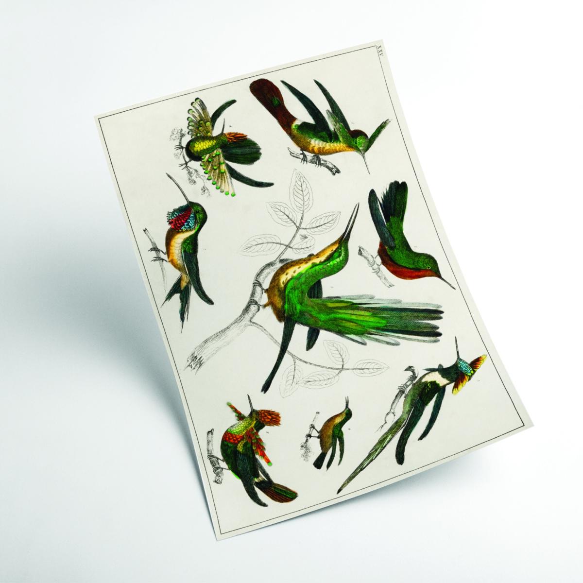 Collection Of Birds Xxs Stanley Print House – image 2