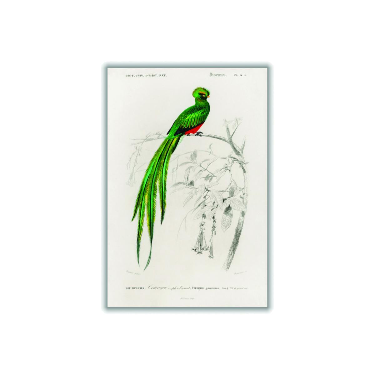 Green Pavonine Quetzal Small Stanley Print House – image 1