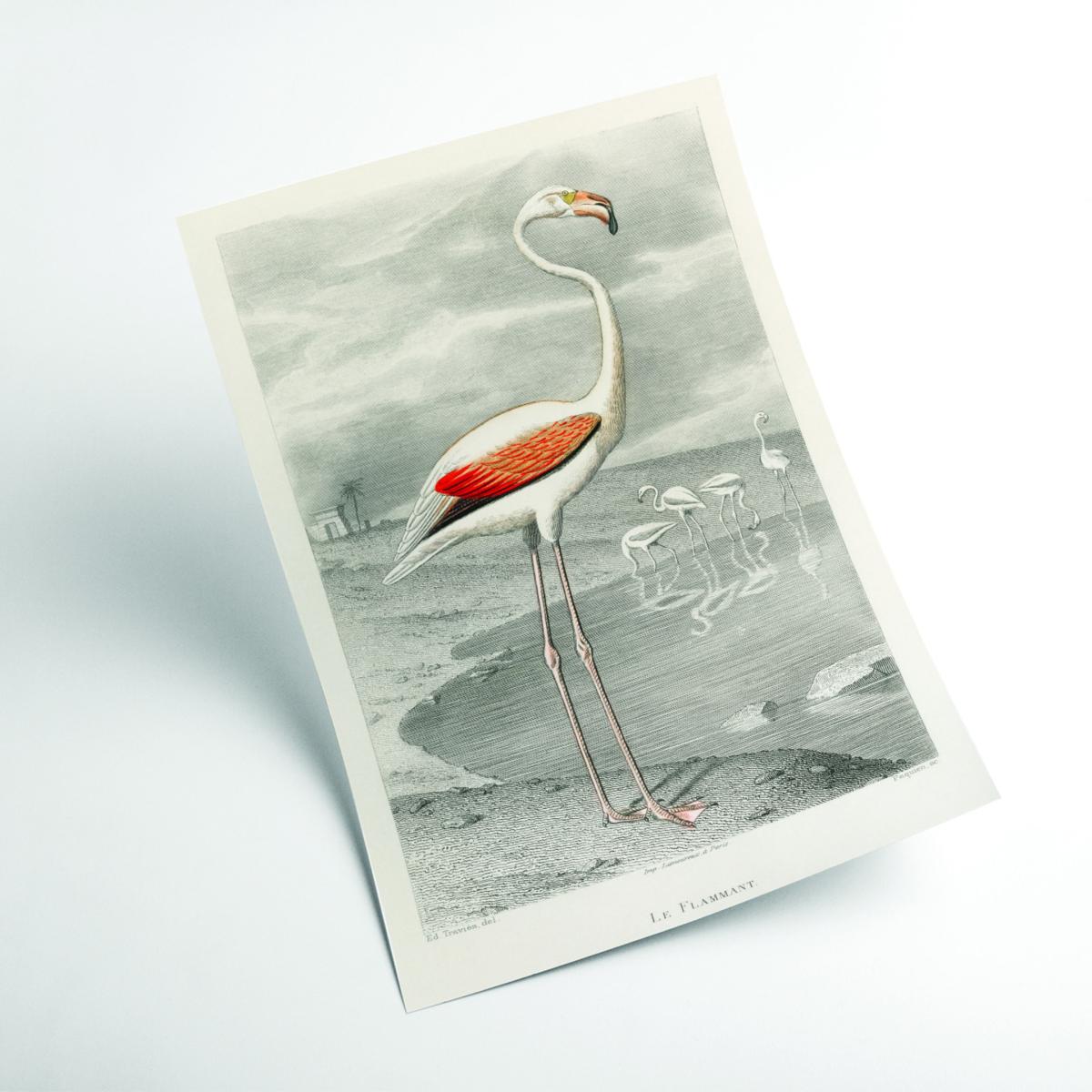 Yellow / Orange Flamingo A2 420 X 594Mm Stanley Print House – image 2