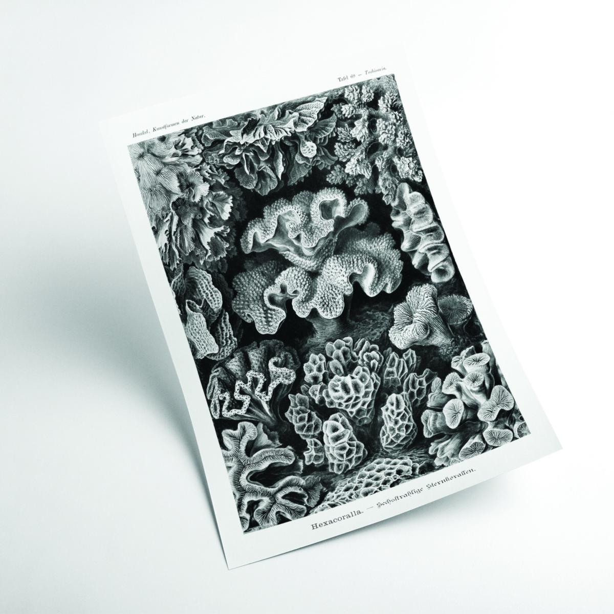 Grey Hexacoralla-Sechsstrahlige Sternkorallen Ii By Ernst Haeckel A4 210 X 297Mm Stanley Print House – image 2