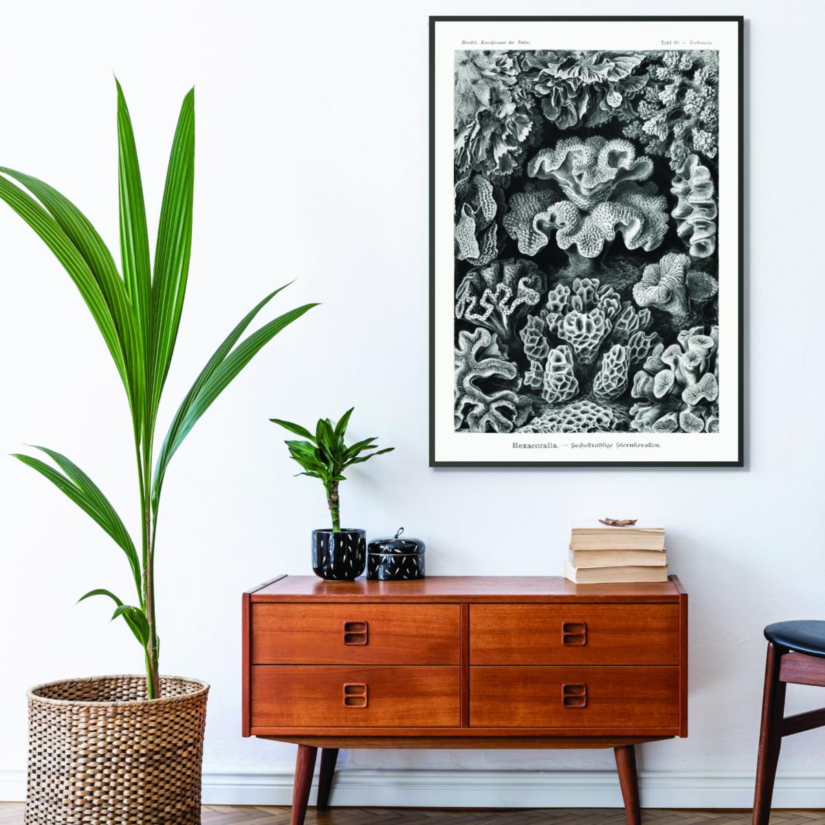 Grey Hexacoralla-Sechsstrahlige Sternkorallen Ii By Ernst Haeckel A4 210 X 297Mm Stanley Print House – image 3