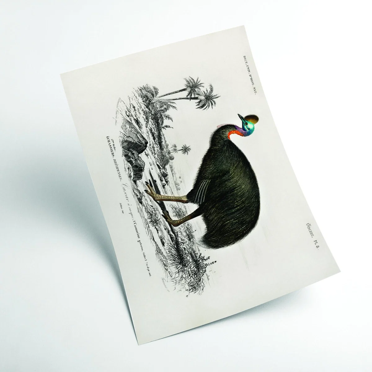 Black Casoar À Casque A2 420 X 594Mm Stanley Print House – image 2
