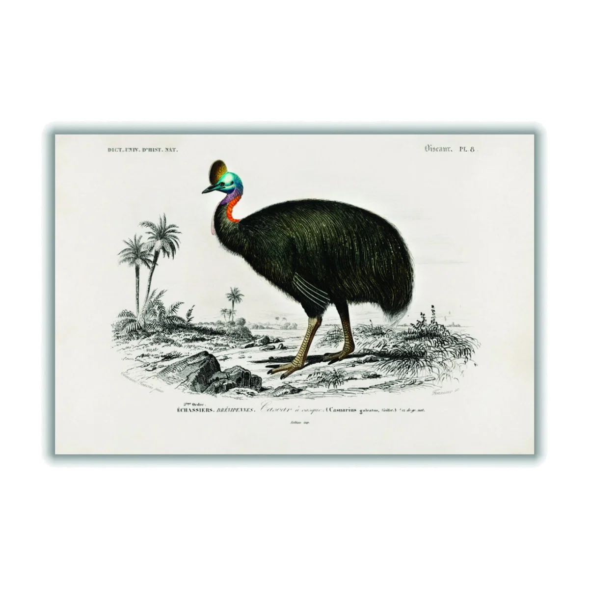 Black Casoar À Casque A2 420 X 594Mm Stanley Print House – image 1