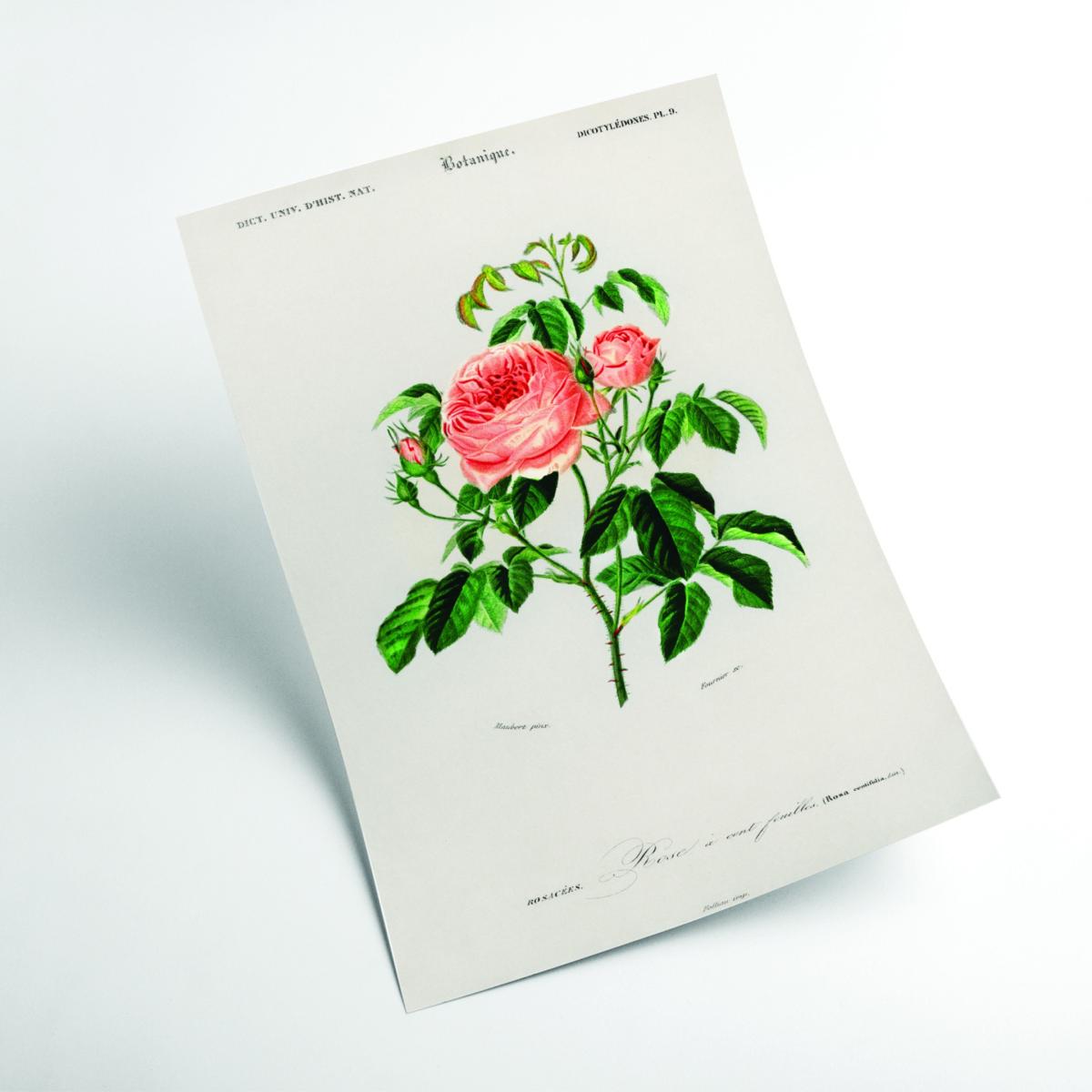Green Cabbage Rose A3 297 X 420Mm Stanley Print House – image 2