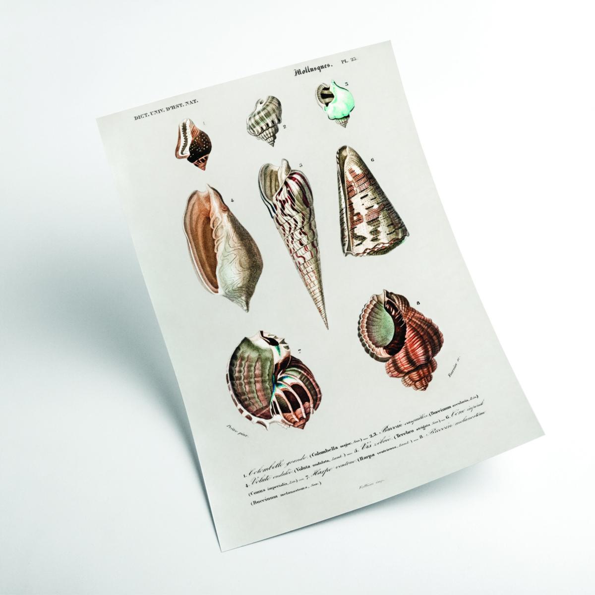 Rose Gold Types Of Mollusks A2 420 X 594Mm Stanley Print House – image 2