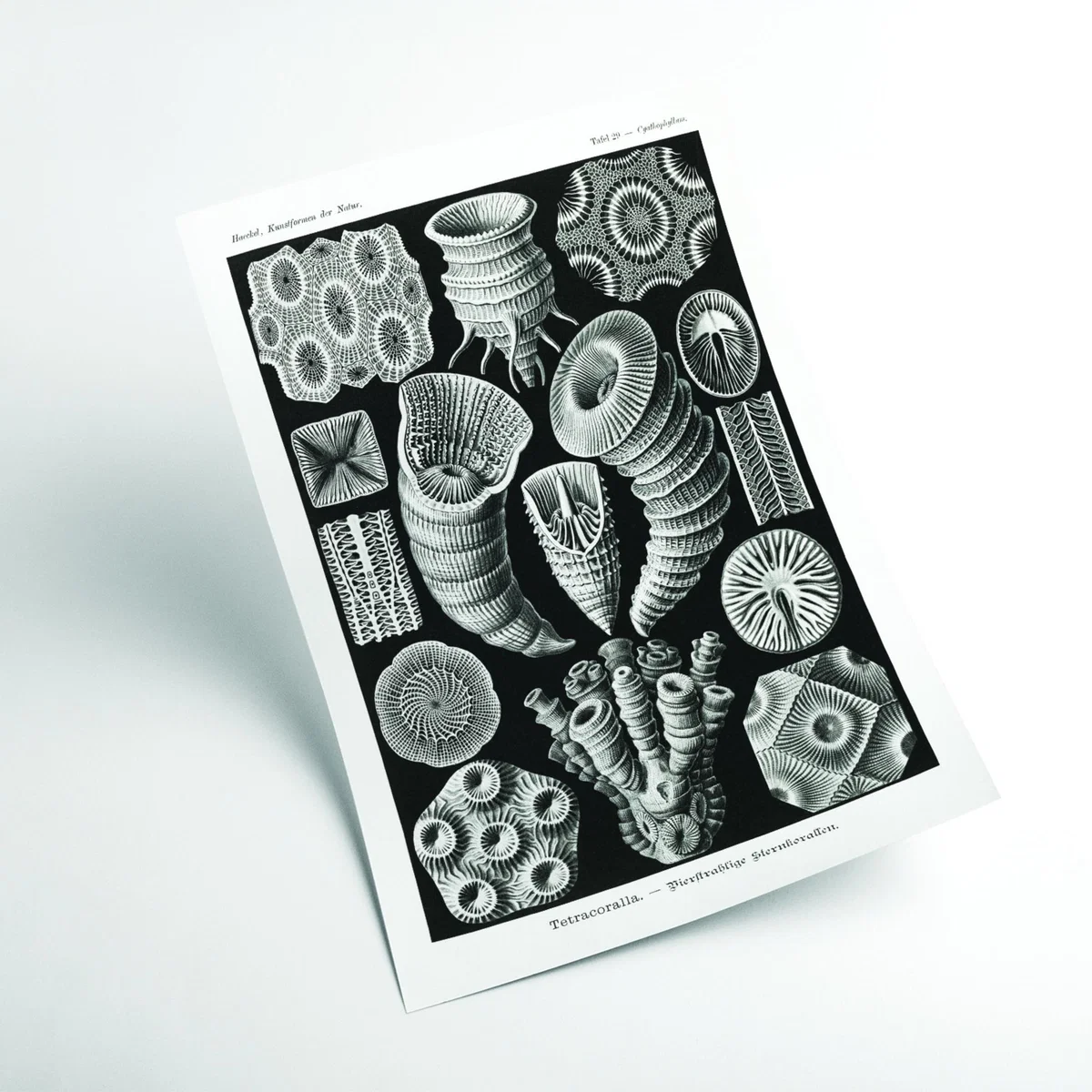 Grey Tetracoralla-Bierstrahlige Sternkorallen By Ernst Haeckel Medium Stanley Print House – image 2