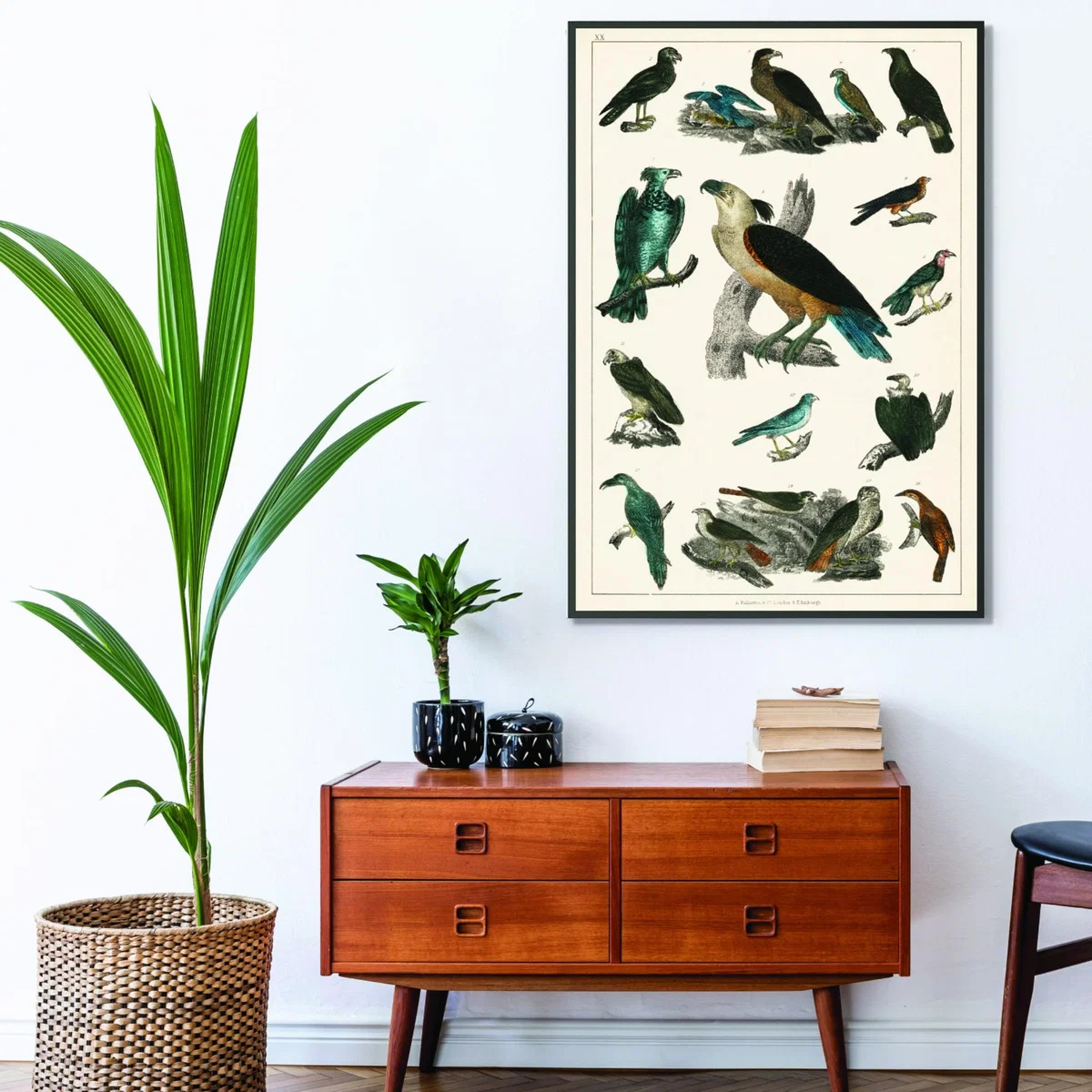Various Type Of Birds A1 594 X 841Mm Stanley Print House – image 3