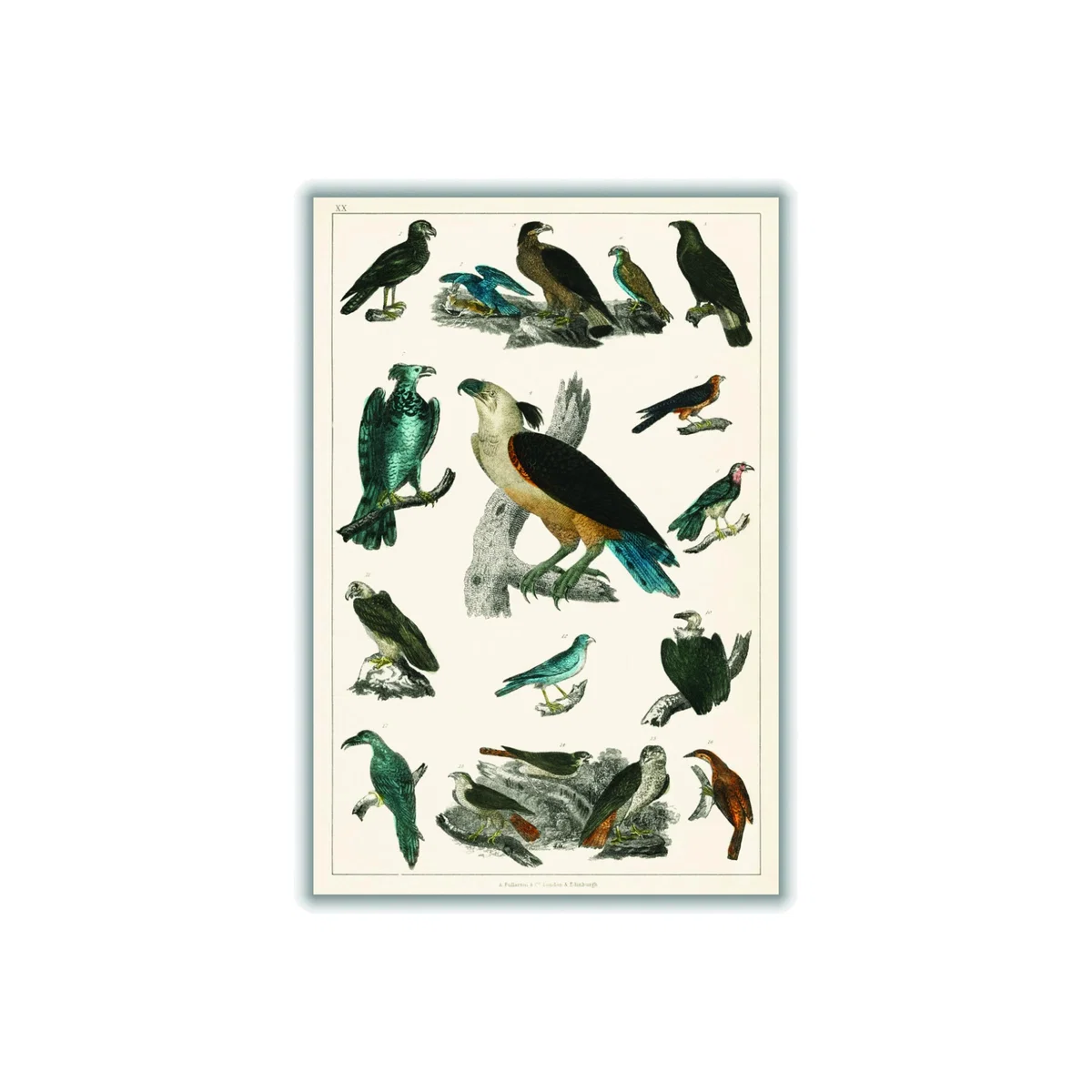 Various Type Of Birds A1 594 X 841Mm Stanley Print House – image 1