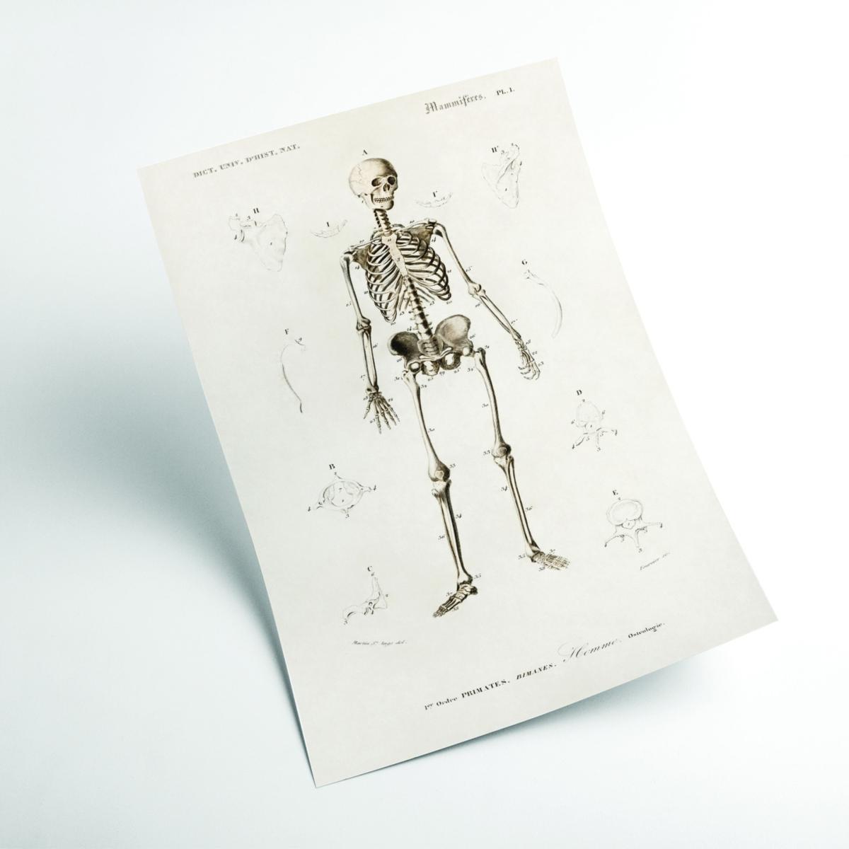 Neutrals Human Skeleton Illustration Print Extra Small Stanley Print House – image 2