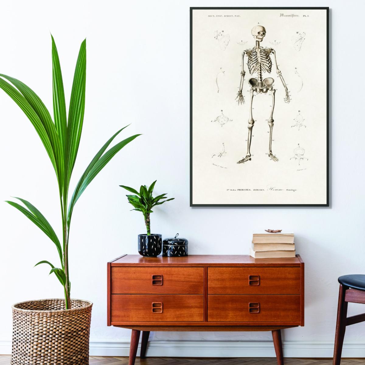 Neutrals Human Skeleton Illustration Print Extra Small Stanley Print House – image 3