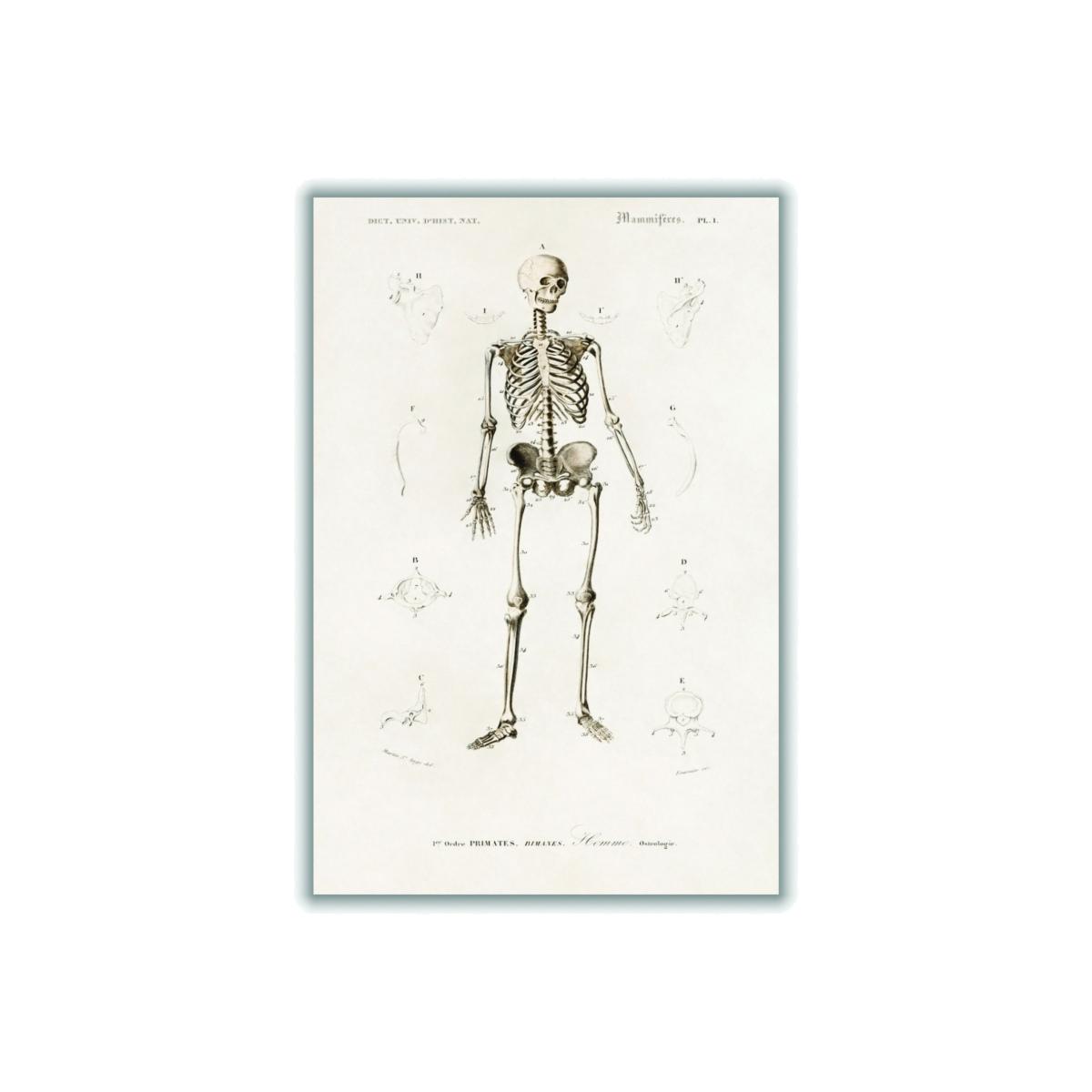 Neutrals Human Skeleton Illustration Print Extra Small Stanley Print House – image 1