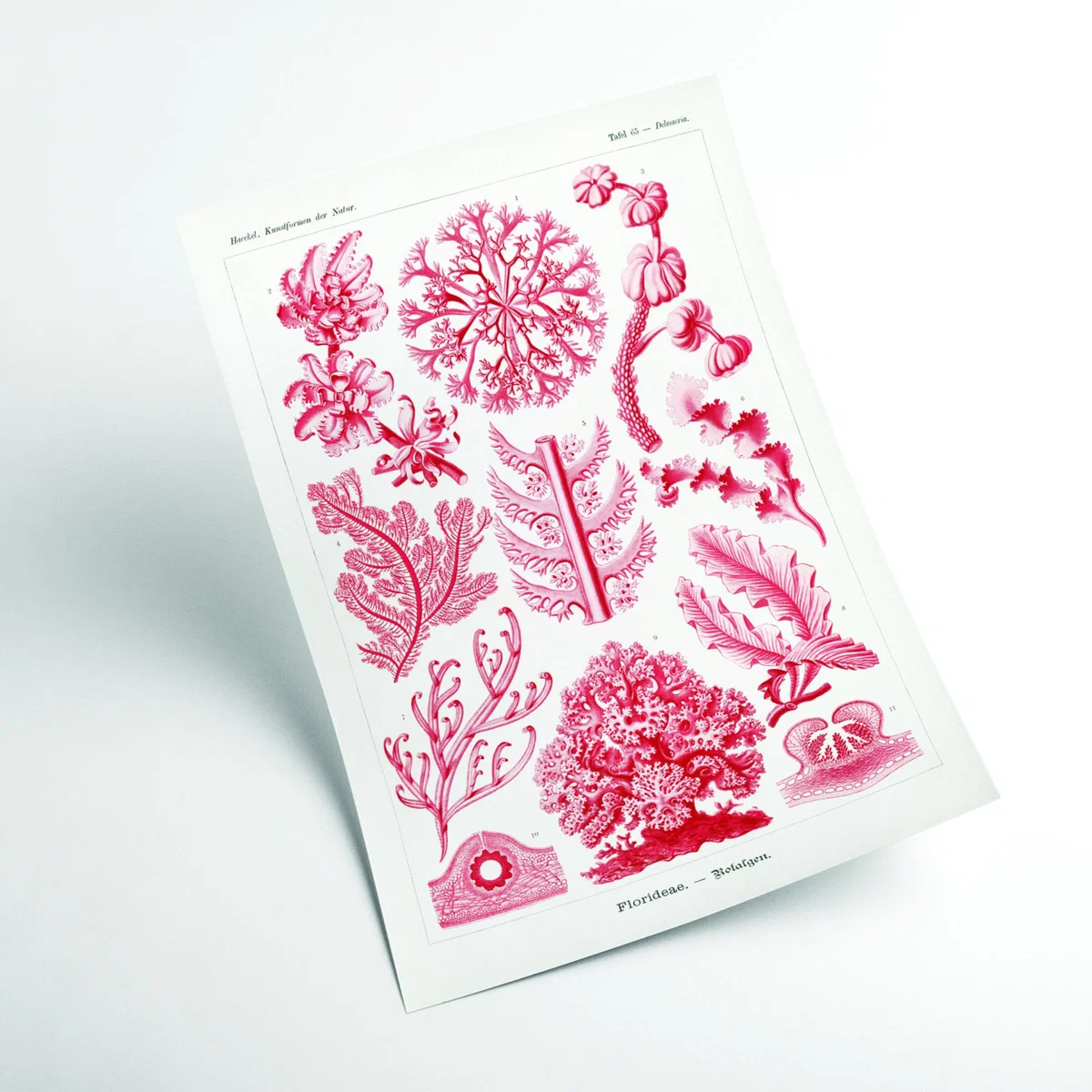 Red Florideae-Rotalgen By Ernst Haeckel A2 420 X 594Mm Stanley Print House – image 2